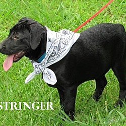Thumbnail photo of Stringer meet me 6/10 #1
