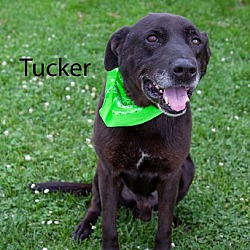 Photo of Tucker #3