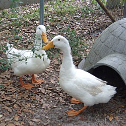 Thumbnail photo of Pekin Ducks(3) #2