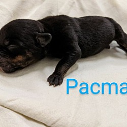 Thumbnail photo of Pacman #2