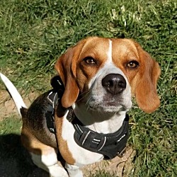 Photo of Molly the Beagle