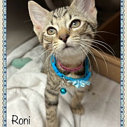 Thumbnail photo of RONI #2