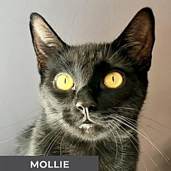 Thumbnail photo of Mollie #1