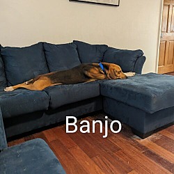 Thumbnail photo of Banjo Talbot #2