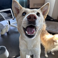 adopt a pet