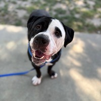 adopt a pet