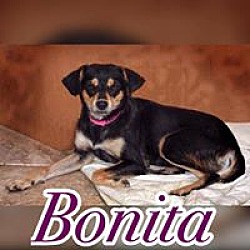 Thumbnail photo of Bonita #1
