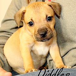Thumbnail photo of Diddles~adopted! #1
