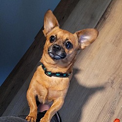 Photo of Tito - Pending Adoption