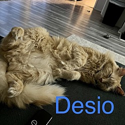 Photo of Desio