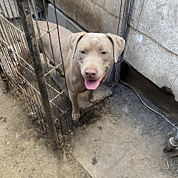 Photo of Nala