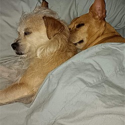 Photo of Taco and Bella (bonded pair)