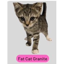 Photo of Fat Cat Granite