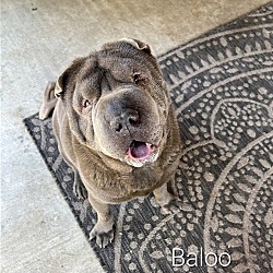 Photo of Baloo