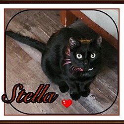 Thumbnail photo of STELLA #3