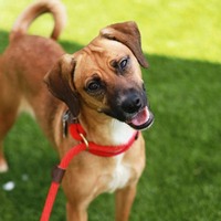 adopt a pet