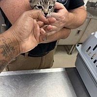 adopt a pet