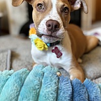 adopt a pet