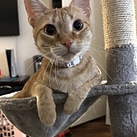 adopt a pet