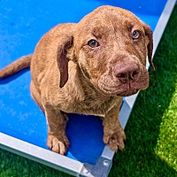 adopt a pet