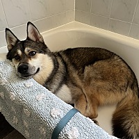 adopt-pet