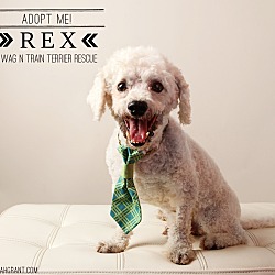 Thumbnail photo of Rex-Pending Adoption #3