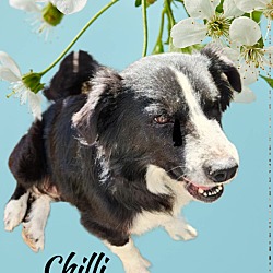 Photo of Chilli