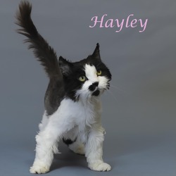 Photo of Hayley (C24-128)