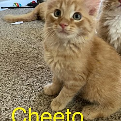 Photo of Cheeto