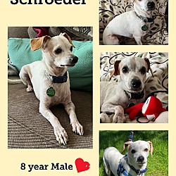 Thumbnail photo of SCHROEDER 8 YR JACK RUSSELL #1