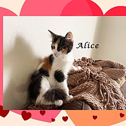 Thumbnail photo of BABY ALICE #4