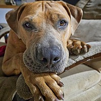 adopt a pet