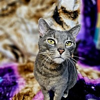 adopt a pet