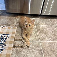 adopt a pet