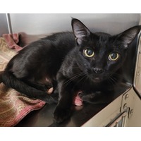 adopt-pet