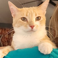 adopt-pet