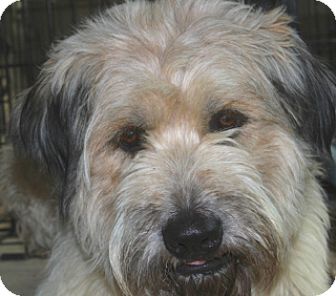 Norwalk Ct Wheaten Terrier Meet Barrett Meethim Doggonesmart A Pet For Adoption Norwalk Ct Wheaten Terrier Meet