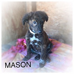 Thumbnail photo of MASON - 10 WK SHEPHERD MALE #1