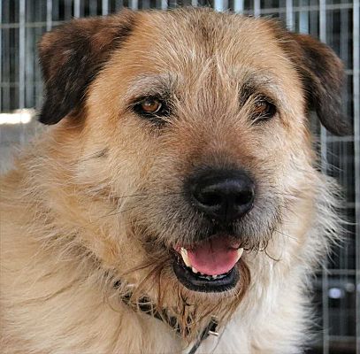 Windsor Ca Briard Meet Chewbacca A Pet For Adoption Windsor Ca Briard Meet Chewbacca A