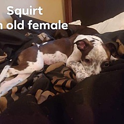 Thumbnail photo of Squirt #4