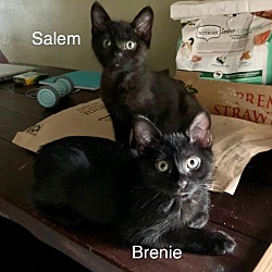 Thumbnail photo of Salem and Brenie #3