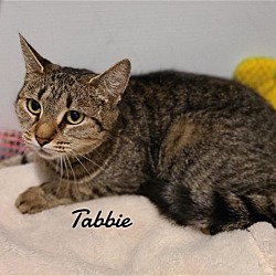 Photo of Tabbie
