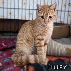 Thumbnail photo of Huey #4