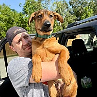 adopt a pet