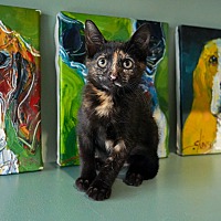adopt a pet