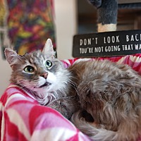 adopt a pet
