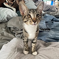 adopt-pet