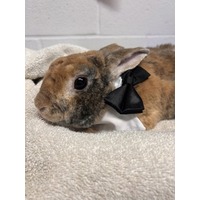 adopt-pet