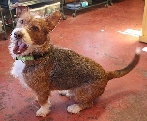 Airedale terrier deals hound mix