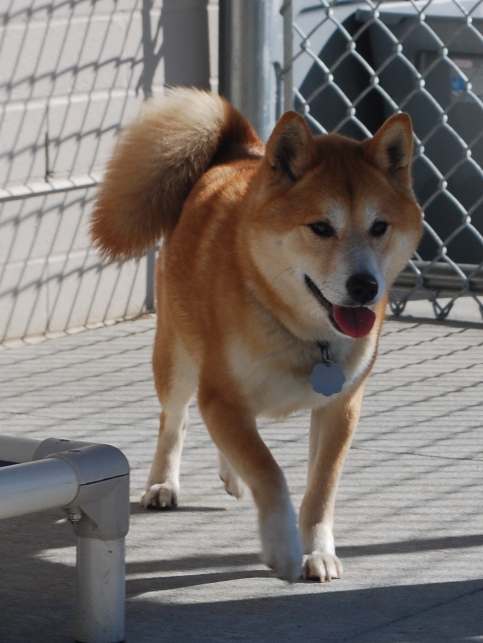 Council Bluffs Ia Shiba Inu Meet Gunner A Pet For Adoption